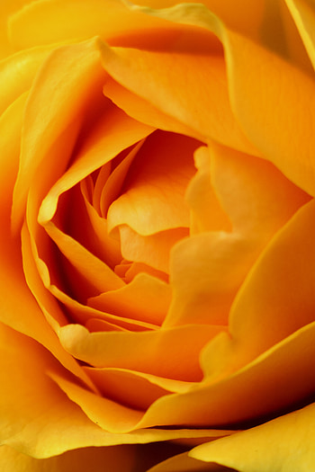 Flower, Macro, Rose Flower, Rose, Petals HD phone wallpaper