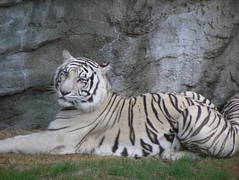 laying around, white, tiger HD wallpaper