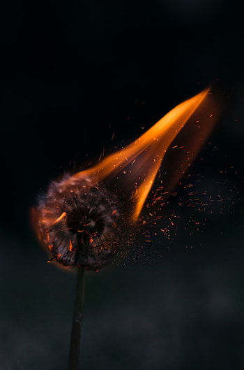 Flowers, Fire, Sparks, Dandelion HD phone wallpaper