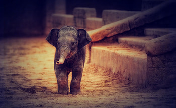 Asian Elephant, Animal, Baby Animal, Elephants HD wallpaper
