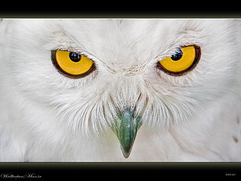 Owl, nature, animals HD wallpaper