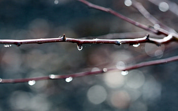 Background, Plant, Macro, Dark, Branches, Dew HD wallpaper