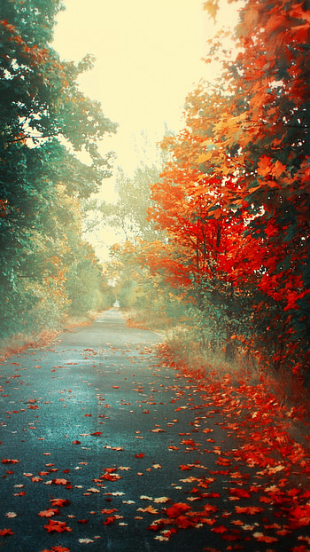 Roadside Pink Trees lg x HD phone wallpaper