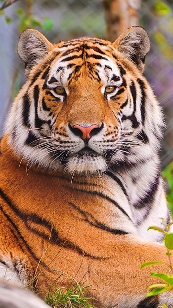 Tiger , Animals, Tiger HD phone wallpaper
