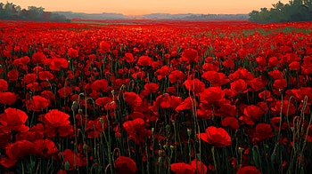 Remembrance Day: Red Poppy Field — Quad, flower field, red flower, nature HD wallpaper