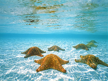 Aquarium HD wallpaper