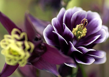 lovely color, purple, white, beautiful, flower HD wallpaper