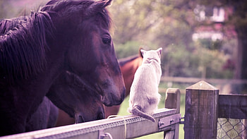 Horse and cat, Pets HD wallpaper