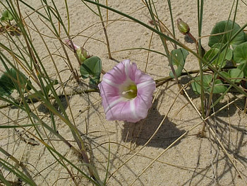 Beach Flower, nature, ocean, beach, flower HD wallpaper