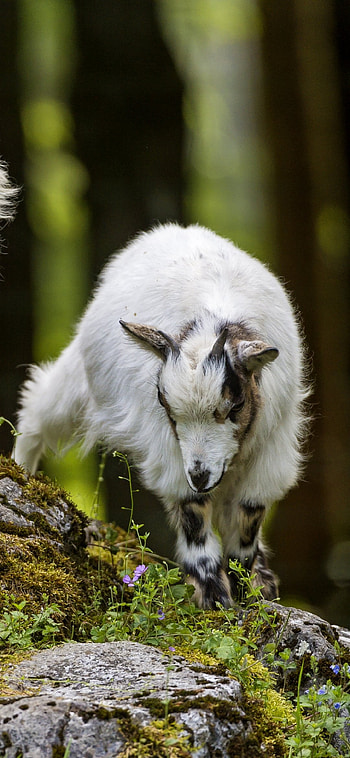 Animal goat, Nature's marvel, Wild wonder, Majestic creature HD phone wallpaper
