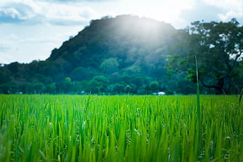 Lush green field with mountain backdrop in Ella, Sri Lanka, under bright summer sunlight. HD wallpaper