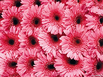 Plants, Flowers, Background HD wallpaper