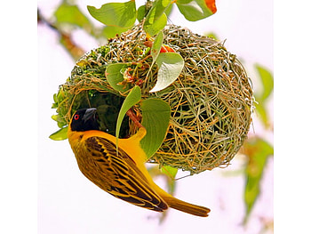 Bird w Nest, cool HD wallpaper