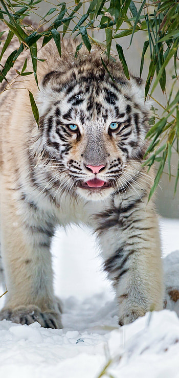 Tiger 2022, Holiday, Animal, White HD phone wallpaper