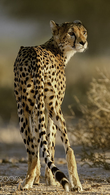 Cheetah, Animal, Hunter HD phone wallpaper