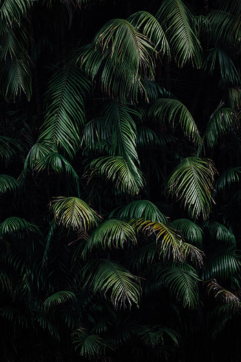 Nature, Leaves, Dark, Branches, Branch HD phone wallpaper