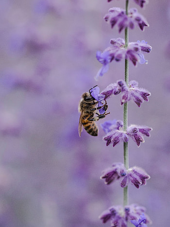 Lilac, Flower, Macro, Insect, Bee, Pollination HD phone wallpaper