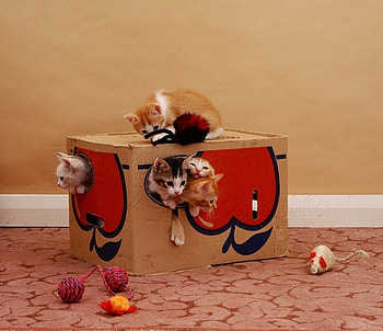 cute plying kittens, playing, animals, cats, cute, kittenc HD wallpaper