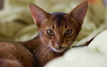 Animals, Cat, Muzzle, Ears, Eared HD wallpaper