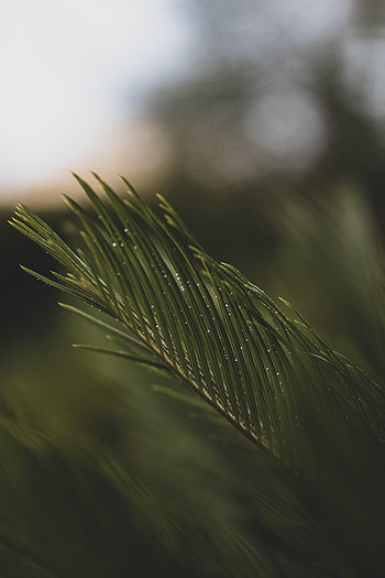 Water, Needle, Drops, Macro, Branch HD phone wallpaper