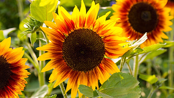Sunflower, nature, plants, tree HD wallpaper