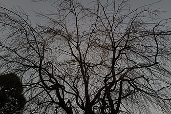 Nature, Plant, Dark, Wood, Tree, Branches HD wallpaper
