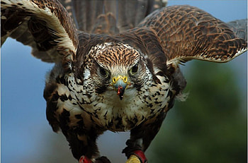 Hunting lanner, bird, animals, lanner, hunting, falcon HD wallpaper