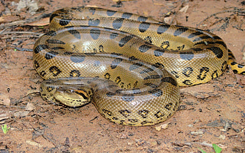 Anaconda, Big green anaconda HD wallpaper