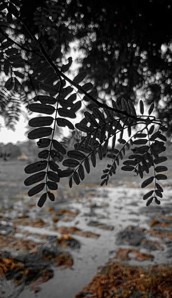 Black leaves Cinematic, sunlight, cinematic , background blur, Black moody HD phone wallpaper