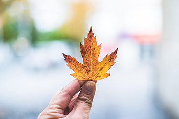 Hand, Miscellanea, Miscellaneous, Sheet, Leaf, Maple, Fingers HD wallpaper