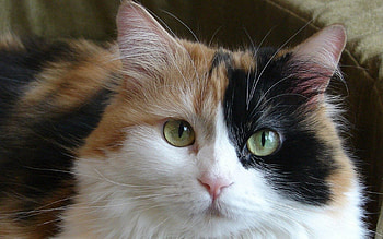 Animals, Cat, Fluffy, Sight, Opinion HD wallpaper