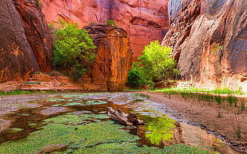 Life in the Canyon - Paria Canyon, Utah, trees, rocks, usa, stones HD wallpaper