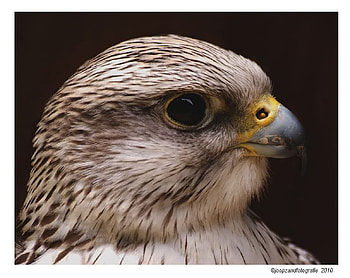 Peregrine Falcon by Joop Zand, beak, prey bird, feathers, head, eye HD wallpaper