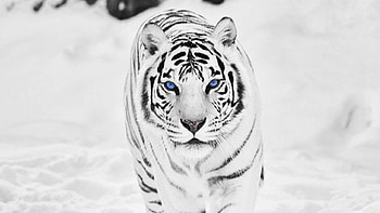 Snowy tiger, , Winter wonderland, Majestic grace HD wallpaper
