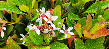 Floral Closeup - White Flowers Green Leaves, green, white, plant, close-up, flower, graphy, nature HD wallpaper