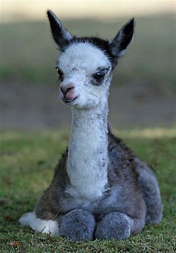 Baby llama cuteness, Playful creatures, Innocent charm, Adorable antics HD phone wallpaper