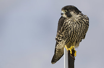 Grey Background, Animals, Bird, Sight, Opinion, Profile, Peregrine Falcon, Gray Background HD wallpaper