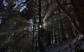 Landscape, Trees, Sun HD wallpaper