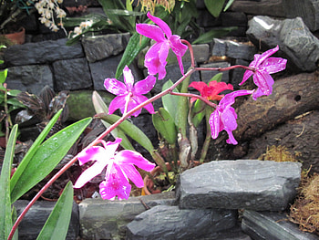 Flowers in Downtown 28, pink, graphy, green, Flowers, garden HD wallpaper