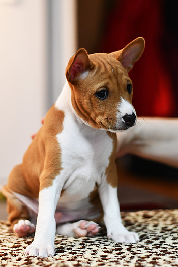 Basenji Dog, Wakanda legend, Litter A descendants, Iconic heritage HD phone wallpaper