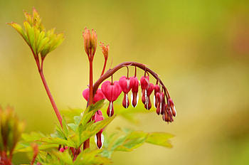 Bleeding heart, plants, flowers HD wallpaper