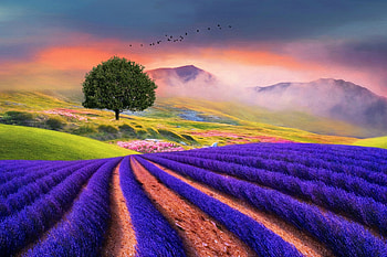 Lavander field, summer, purple, lavander, field, flower, green, landscape, tree HD wallpaper