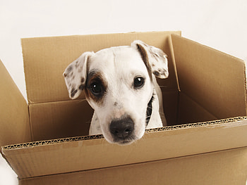 No place for you here! :D, animal, dog, white, box, cute, funny HD wallpaper