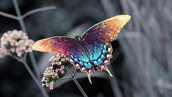 Flower, Macro, Insect, Butterfly HD wallpaper