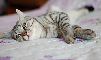 Animals, Cat, Lie, To Lie Down, Muzzle, Striped, Stains, Spots HD wallpaper