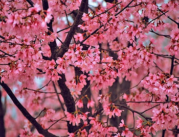 More Blossom, pink, pretty, branches, blossom, tree HD wallpaper