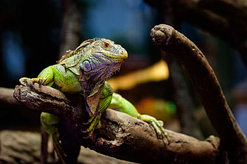 Animals, Lizard, Chameleon, Scales, Scale, Iguana, Log HD wallpaper