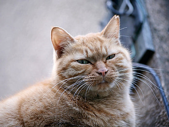 Animals, Cat, Old, Sight, Opinion HD wallpaper