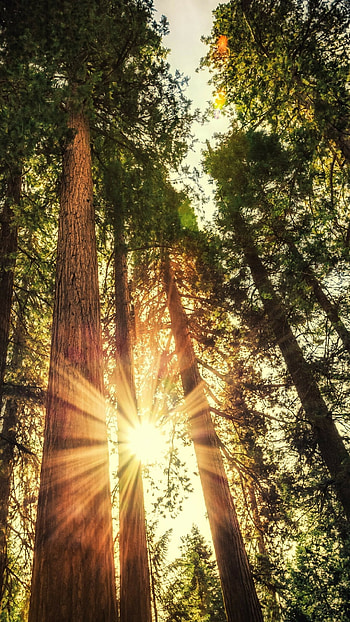 Forest sunlight, Sun HD phone wallpaper