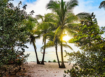 Embrace the serenity of a tropical sunset with palm trees along the Key West shore. HD wallpaper